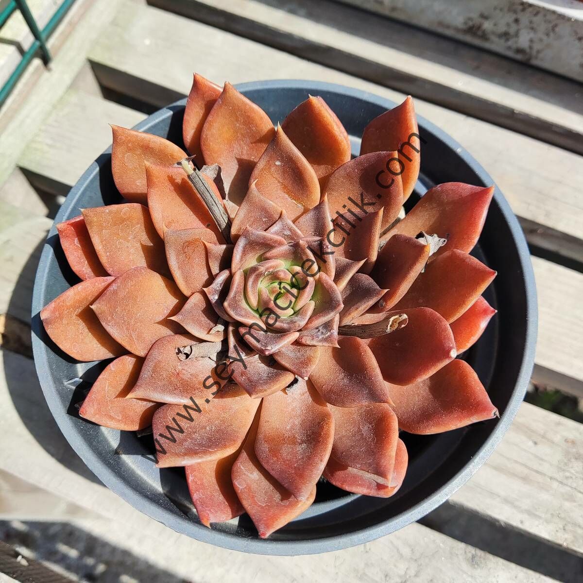 Echeveria Black Prince 12 cm