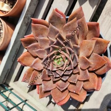 Echeveria Black Prince 12 cm