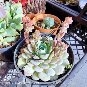 Echeveria Globulosa 12 cm lik saksıda- Ücretsiz kargo