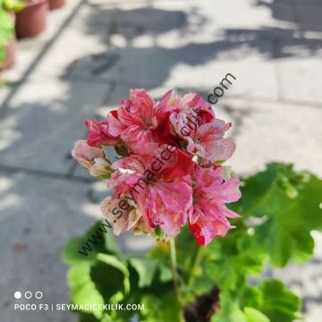 Sardunya - Kırmız Gül sardunya- Ücretsiz kargo