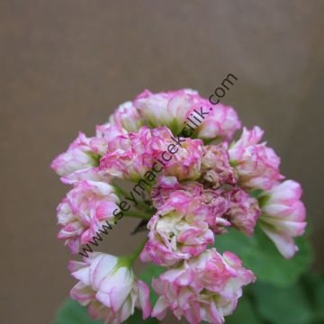 Sardunya - Appleblossom Rosebood -Ücretsiz kargo