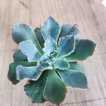Echeveria Blue Curls - 5,5 cm saksıda