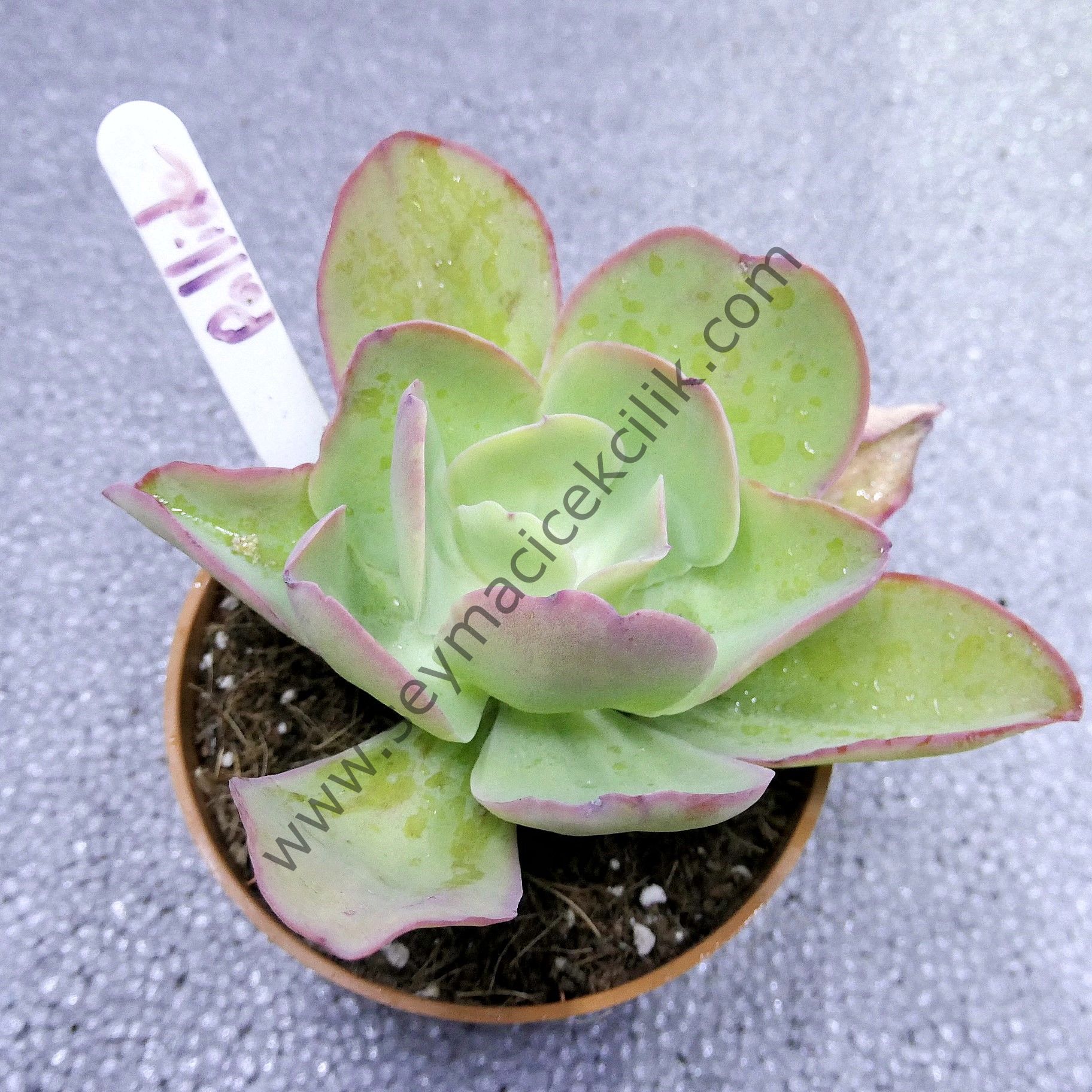Echeveria Pallida