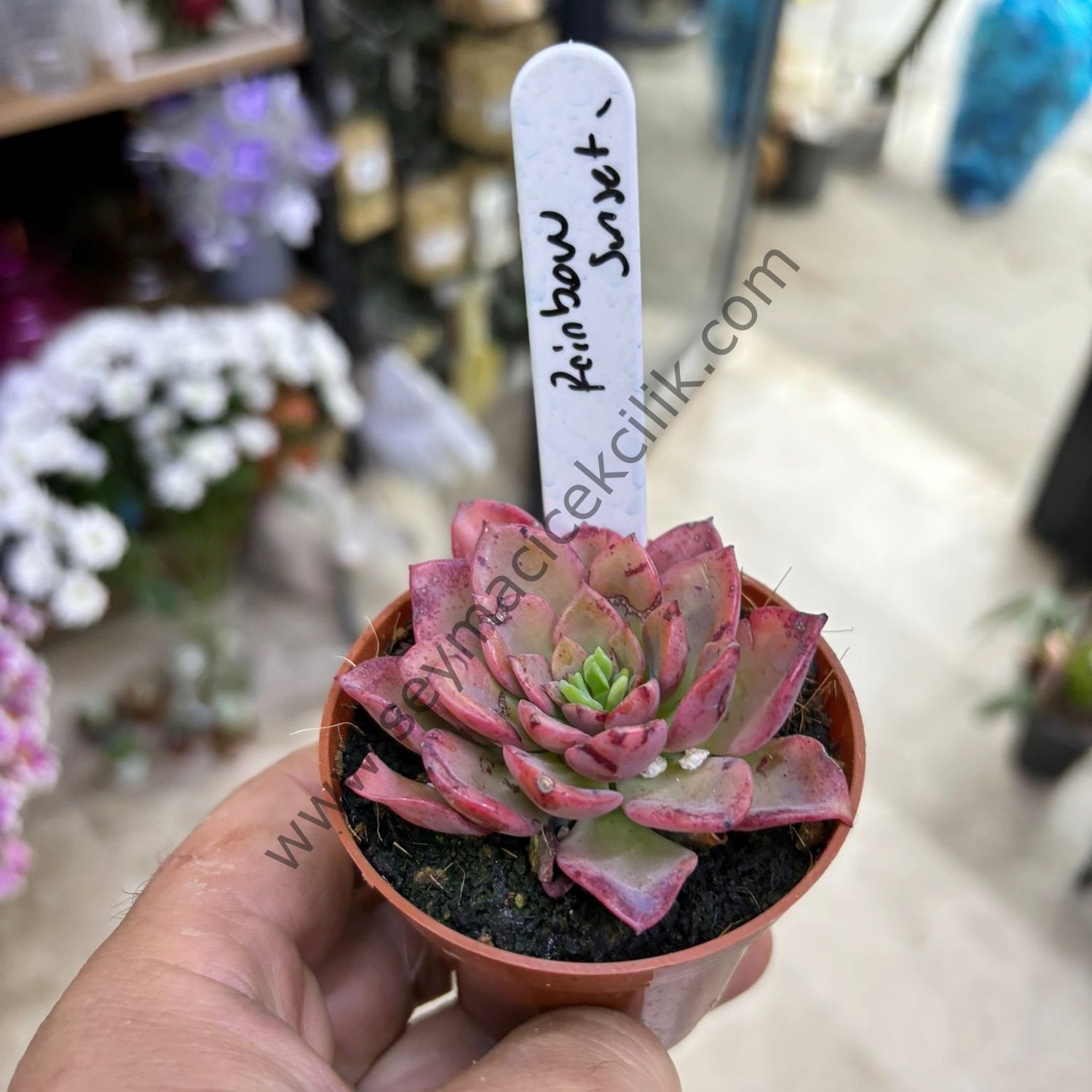 Echeveria Raınbow Sunset 6,7 clik saksı