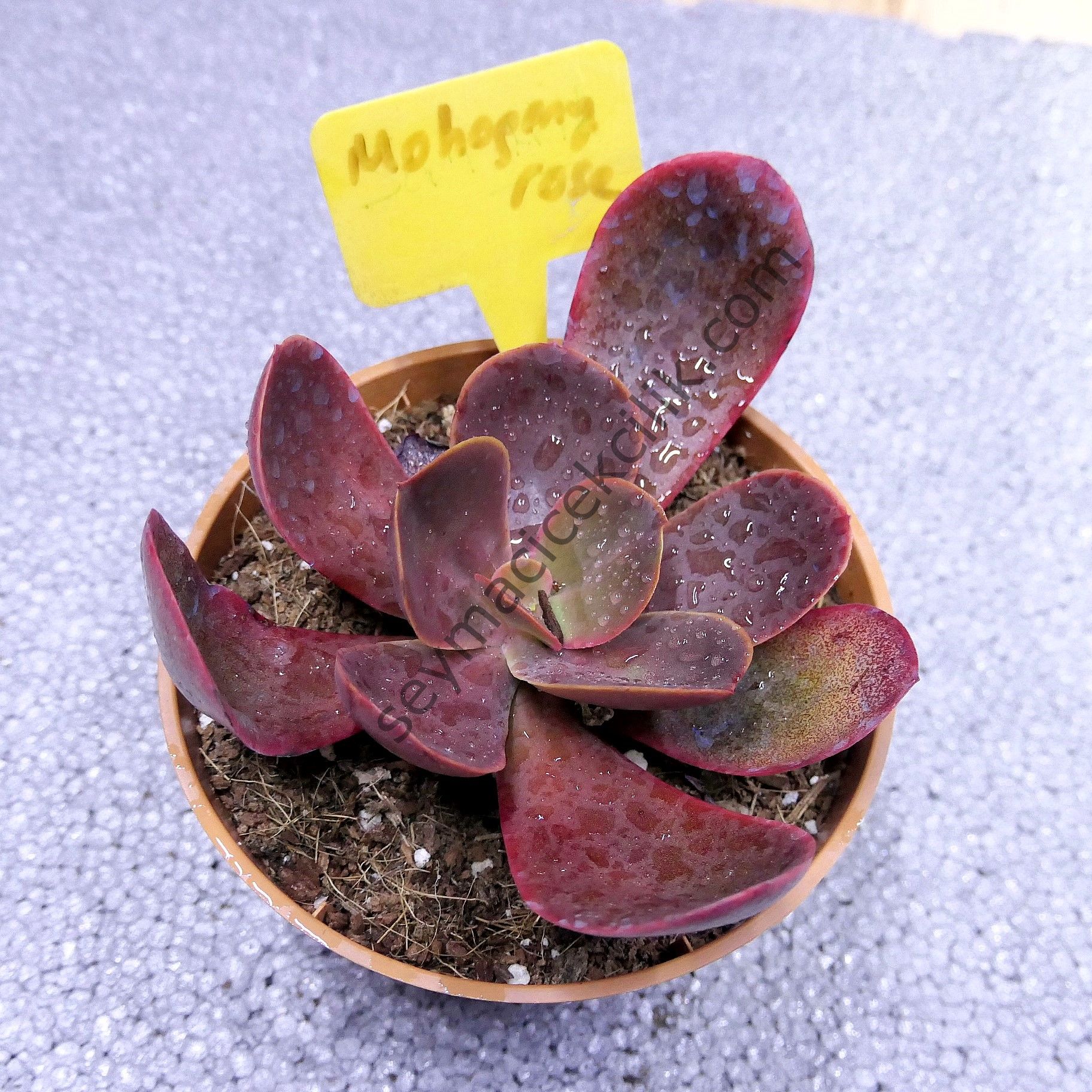 Echeveria Mahogany Rose