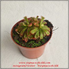 Drosera Aliciae