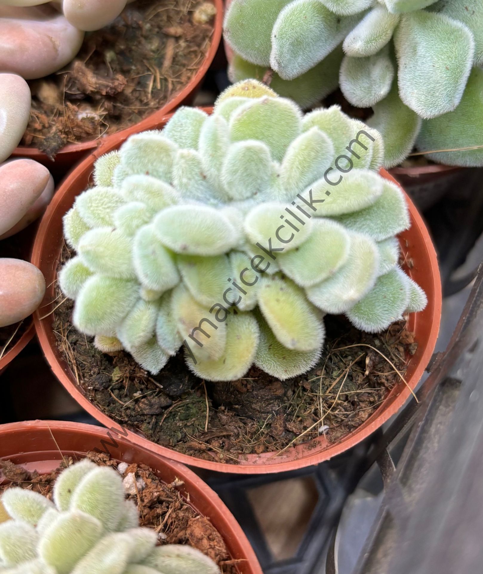 Echeveria Pulvinata Frosty Cristata 6,7 cm lik saksıda