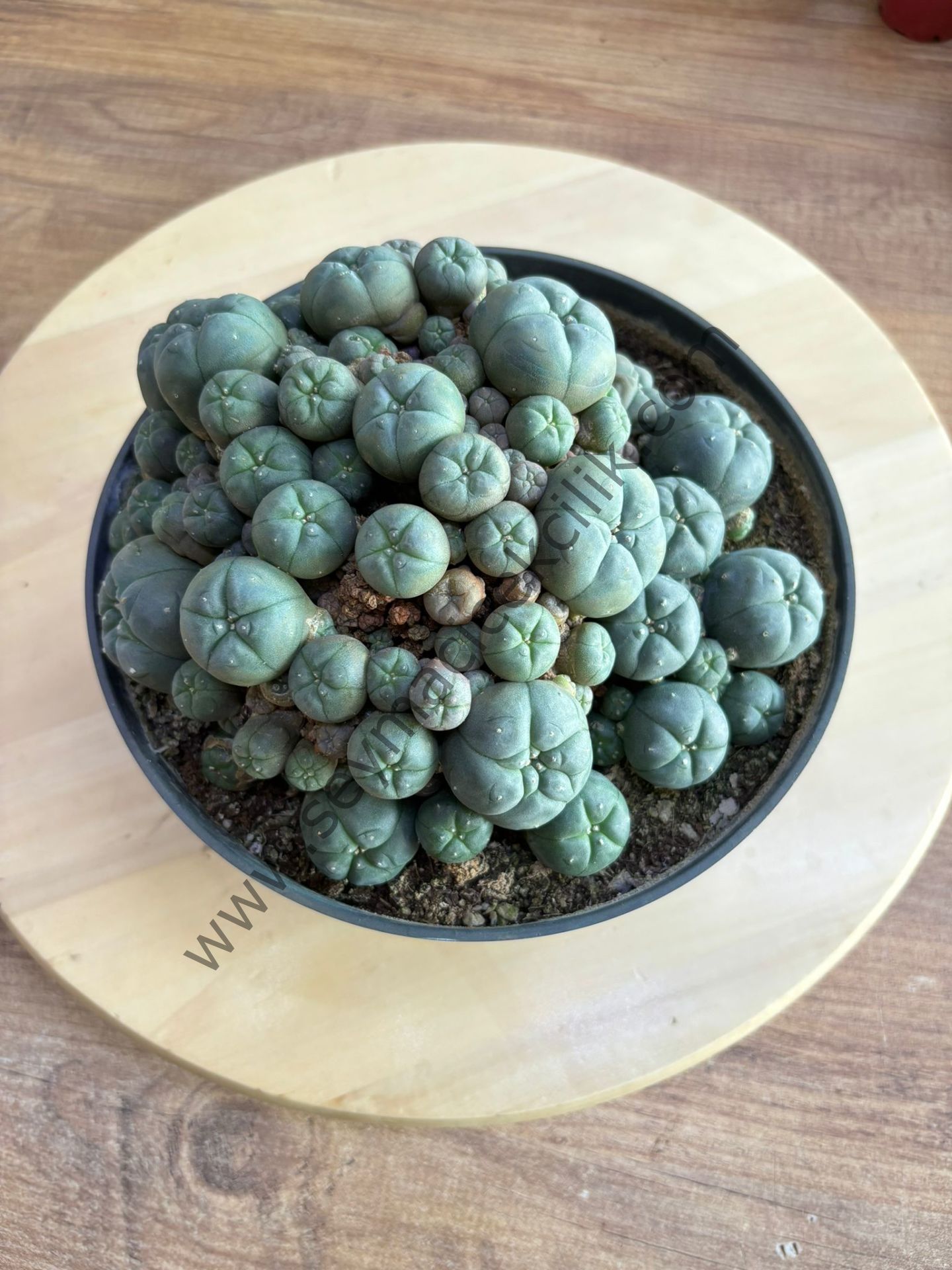 Lophophora Williamsi -20 lik saksıda- Ücretsiz kargo