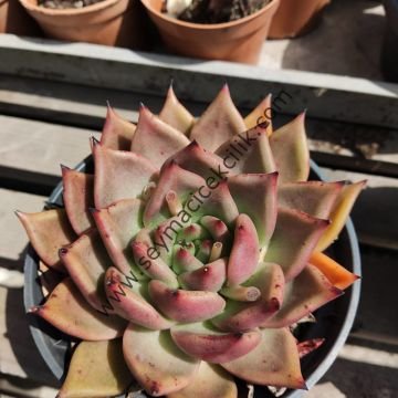 Echeveria agovaides sp.2 12 cm