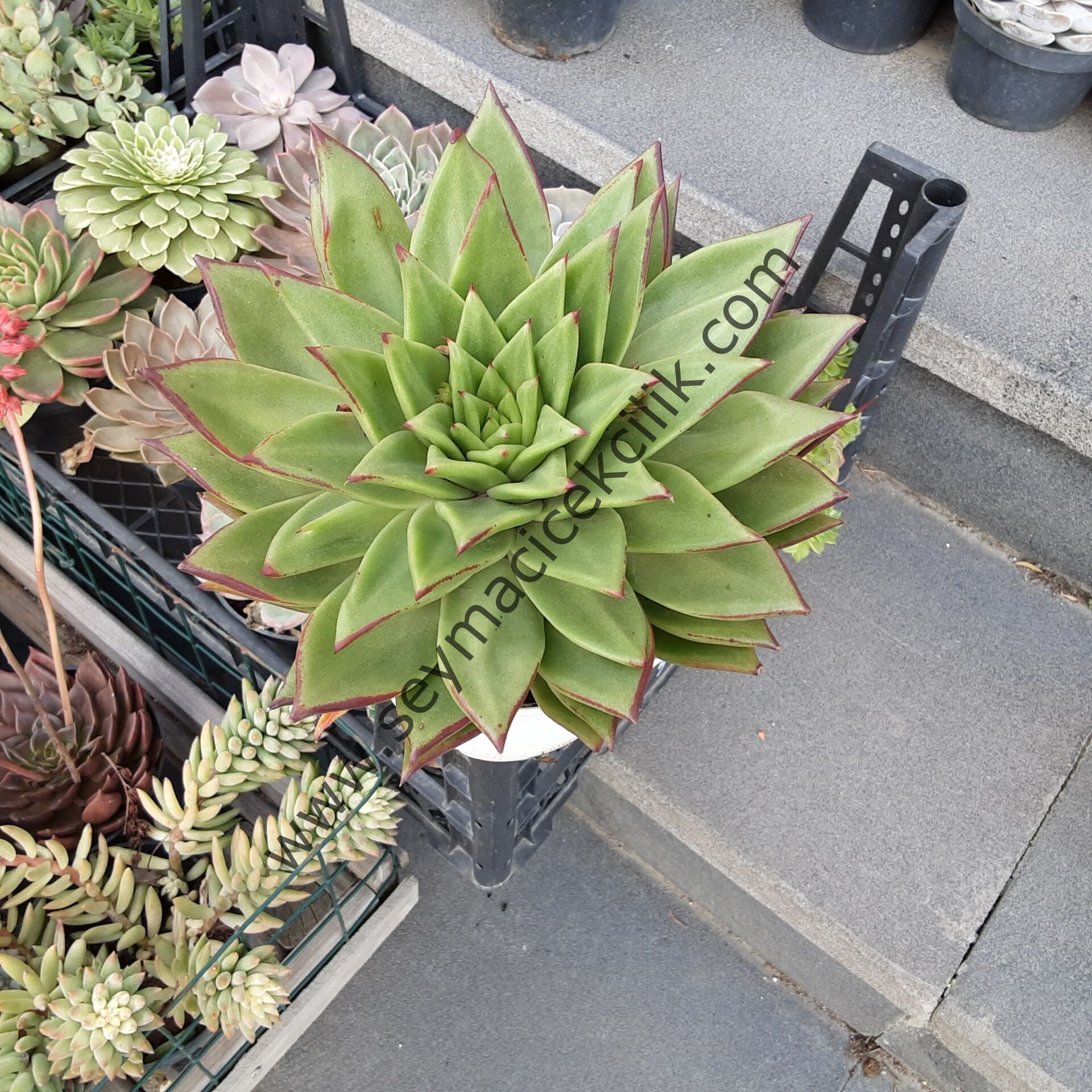 Echeveria Agovaides Red Edge 2