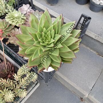 Echeveria Agovaides Red Edge 2