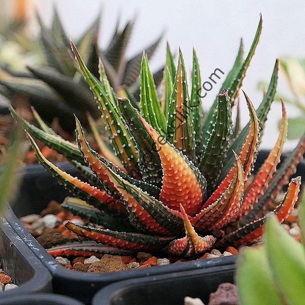 Haworthiopsis Attenuata f. variegata