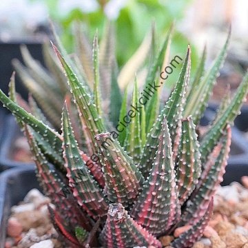 Haworthiopsis Attenuata f. variegata