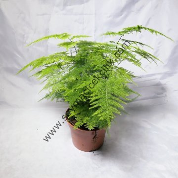 Tül Kuşkonmaz Mini - Asparagus