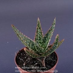 Aloe Vito 6.7 cm saksıda