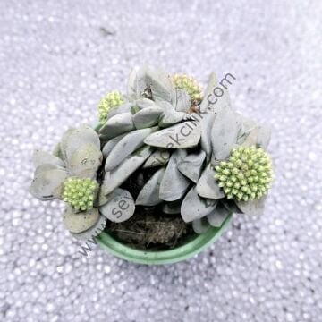 Crassula Morgan's Beauty 6,7 cm lik saksı