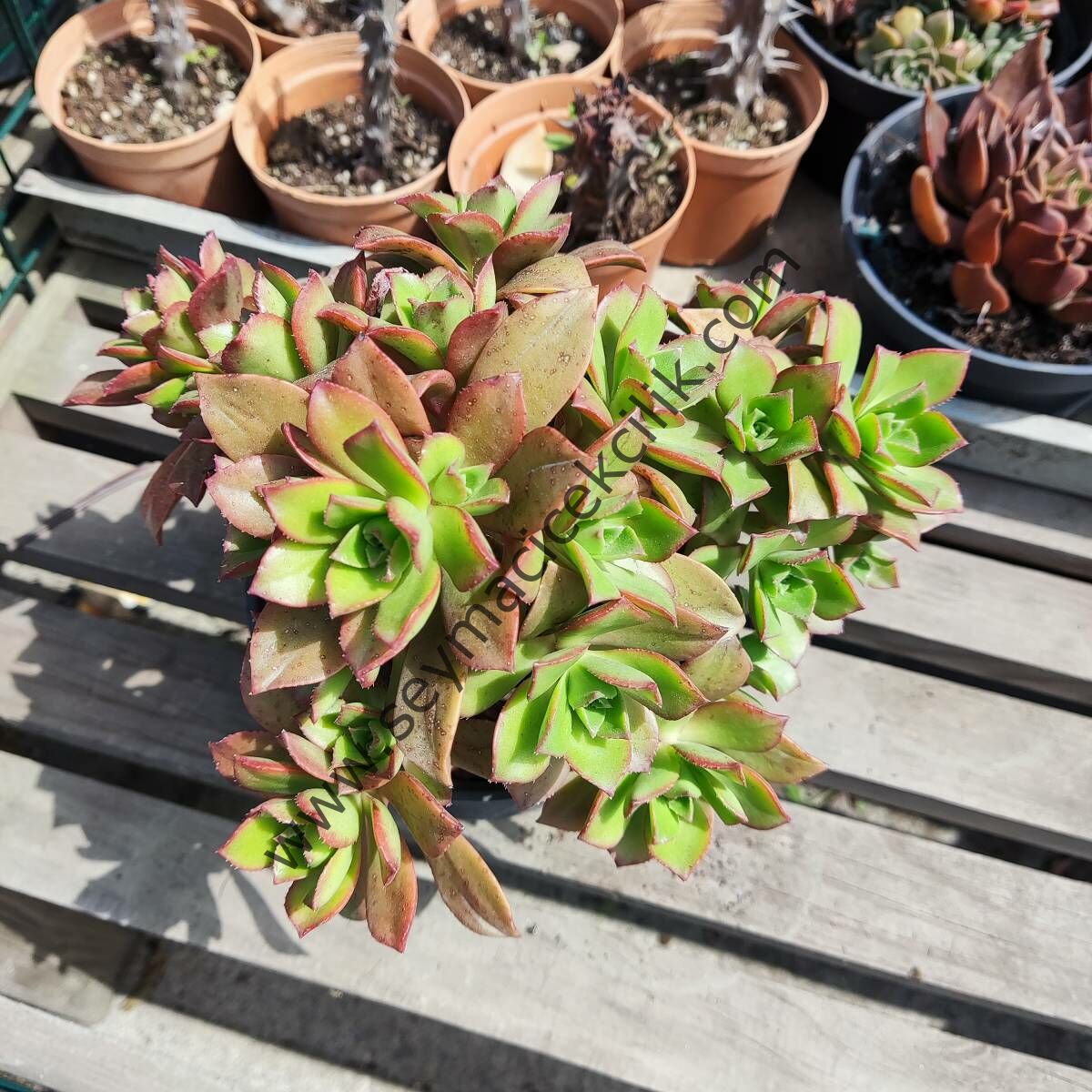 Aeonium Haworthia  sp 12 cm