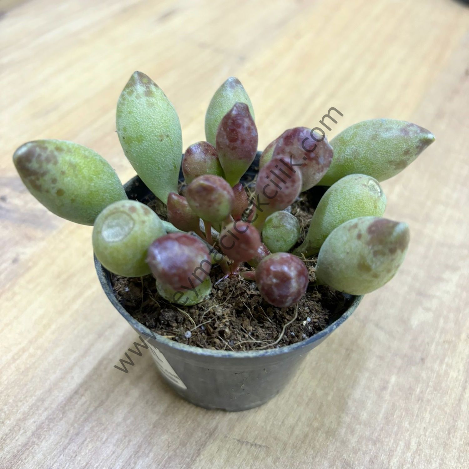 Adromischus Clavifolius 6.7 cm lik saksı