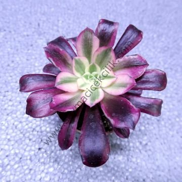 Aeonium Medusa