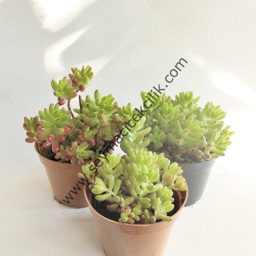 Sedum Rubrotinctum