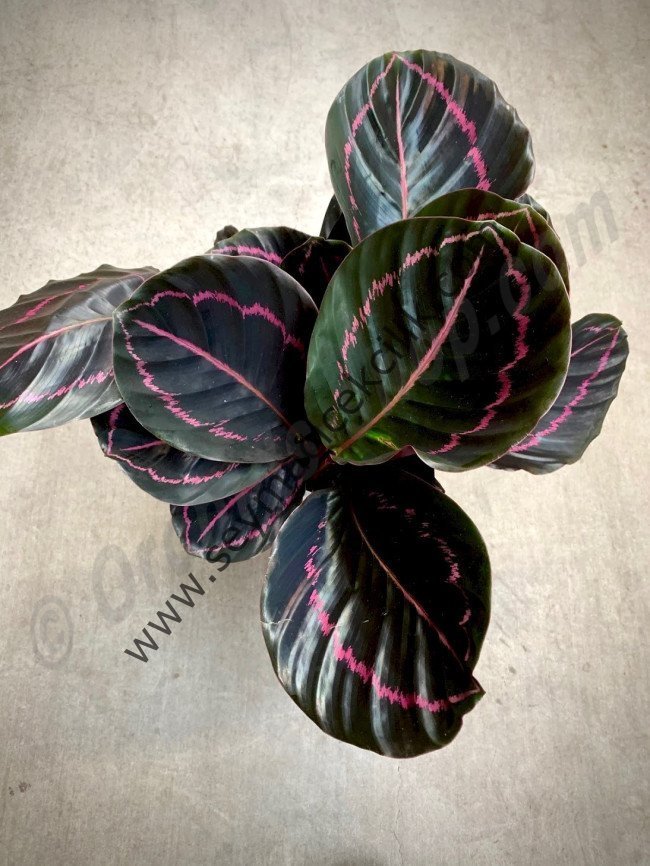 Calathea Roseopicta Dottie