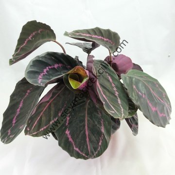 Calathea Roseopicta Dottie