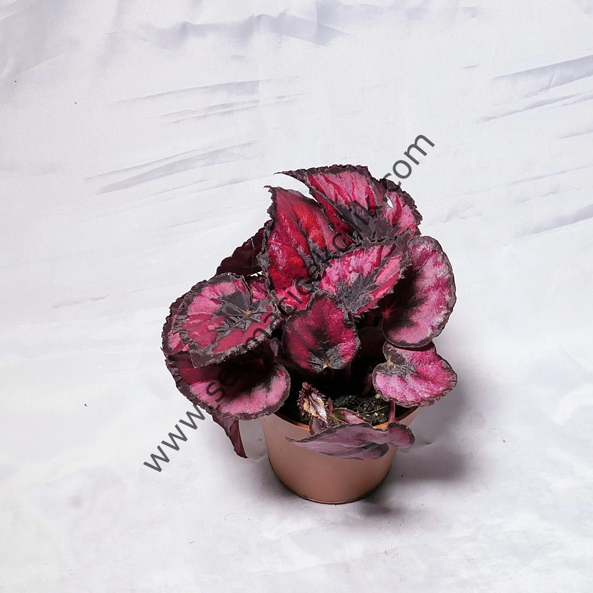 Begonia Rex