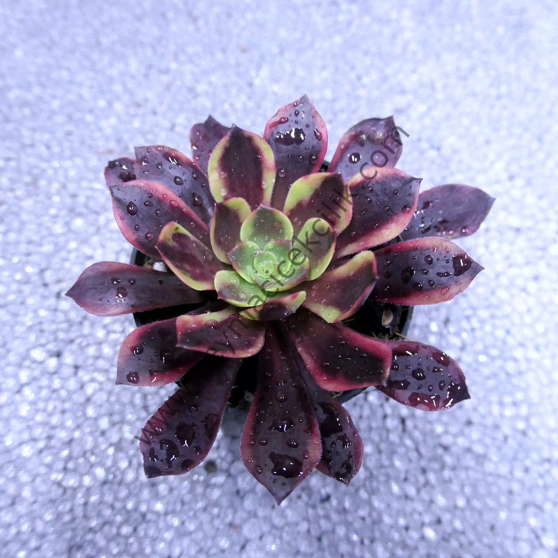 Aeonium SuperBang