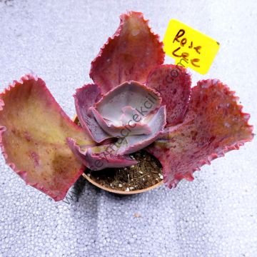 Echeveria Rose Lee