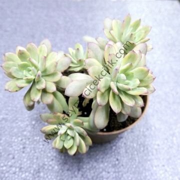 Echeveria mini bella variegata