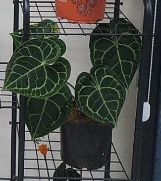 Anthurium Clarinervium- Ücretsiz Kargo