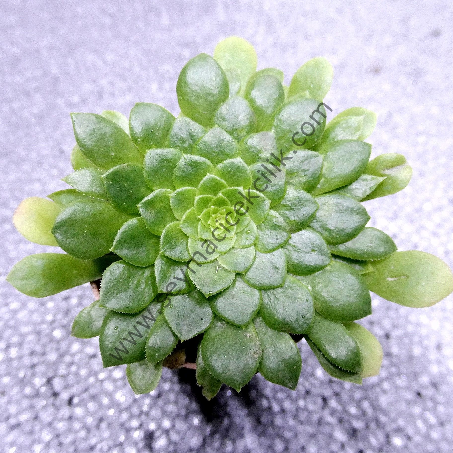 Aeonium Emerald Ice Revertıdo ﻿6.7 cm lık saksıda