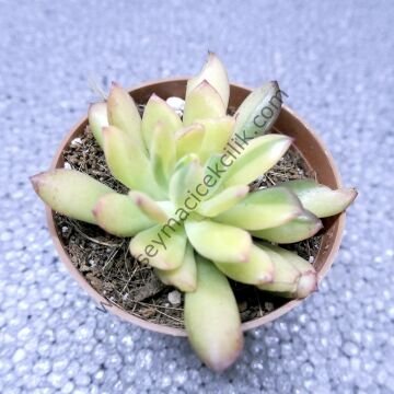 Echeveria Mini Bella Variegata 6,7 cm lik saksı