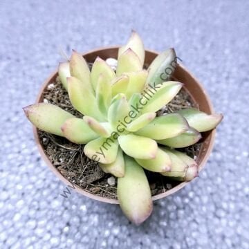 Echeveria Mini Bella Variegata 6,7 cm lik saksı