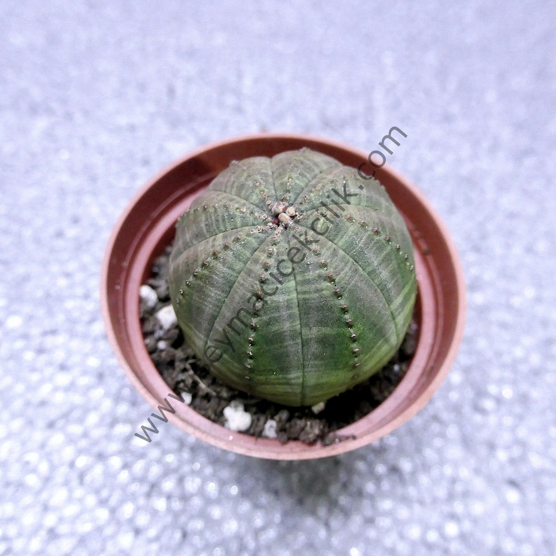Euphorbia Obesa 6.7 cm saksıda