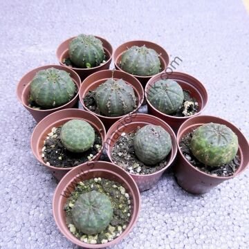 Euphorbia Obesa 5,5 cm saksıda