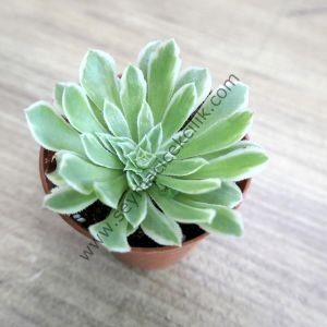 Aeonium Emerald Ice 5.5cm saksıda