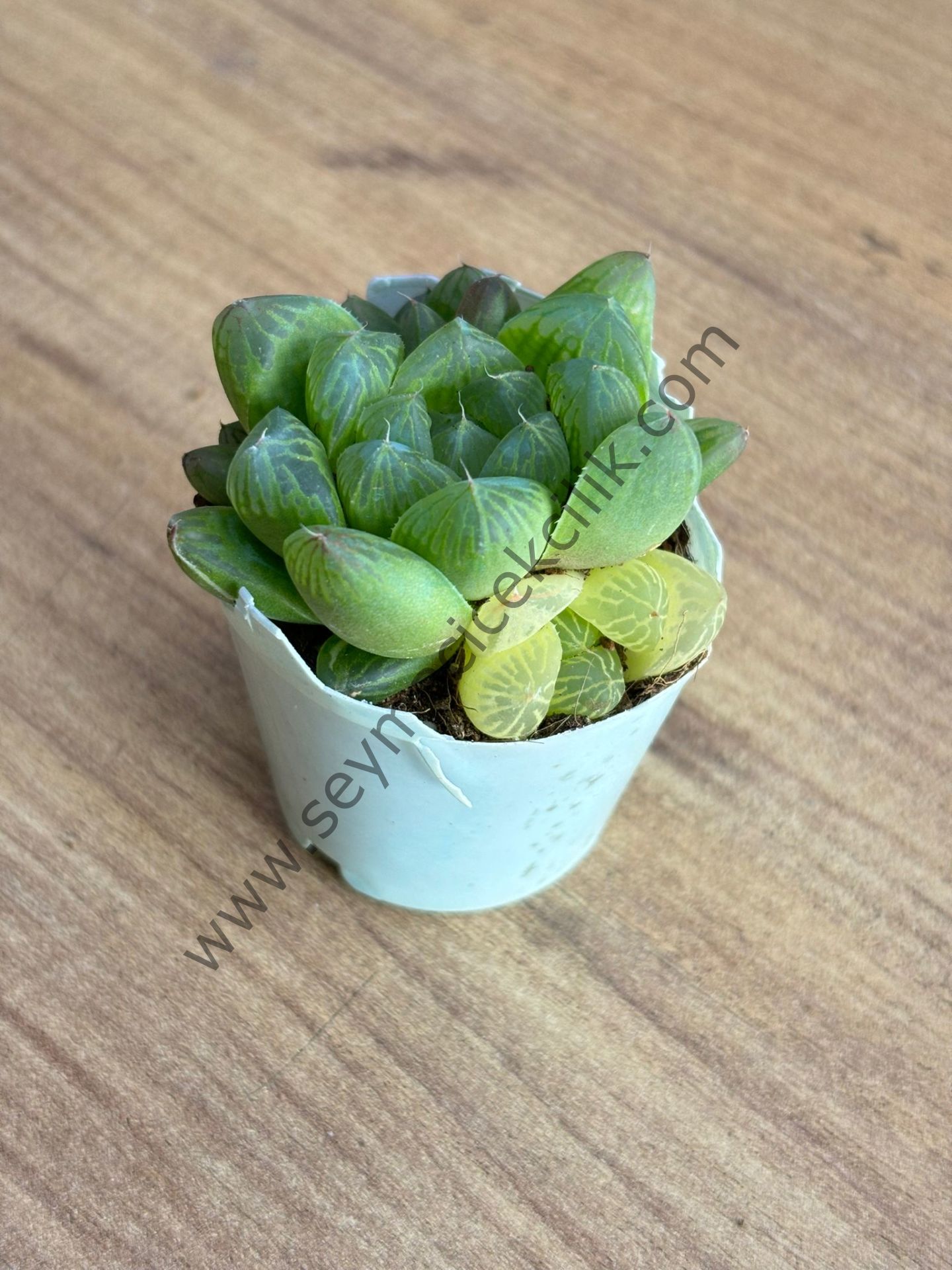 Haworthia Cooperi var. Truncata Variegata 5,5 cm lik saksı