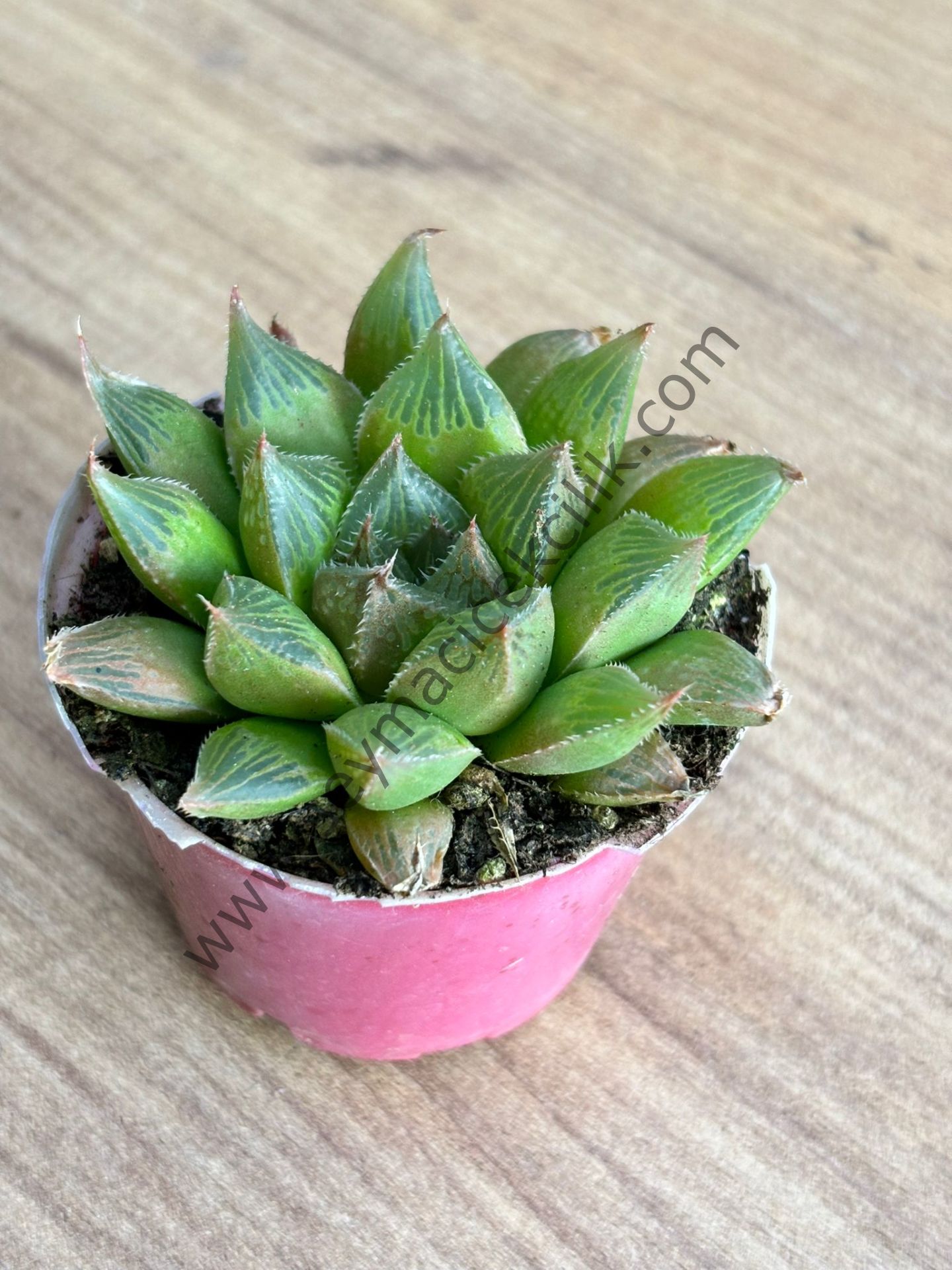 Haworthia retusa sp 6,7 cm lik saksı