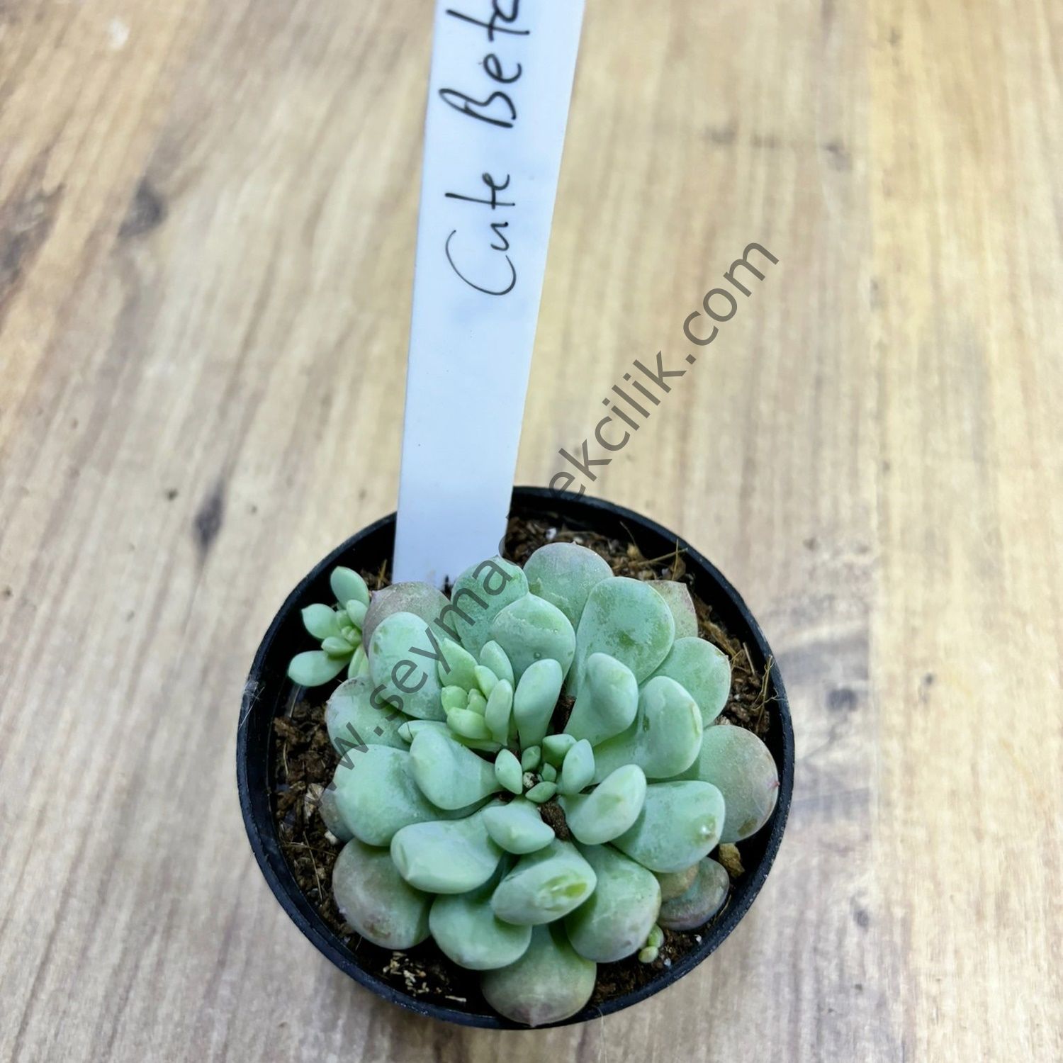 Echeveria Cute beta 6,7 cm lik saksıda