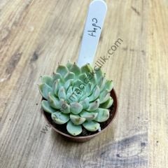 Echeveria Hugo 6,7 cm lik saksıda