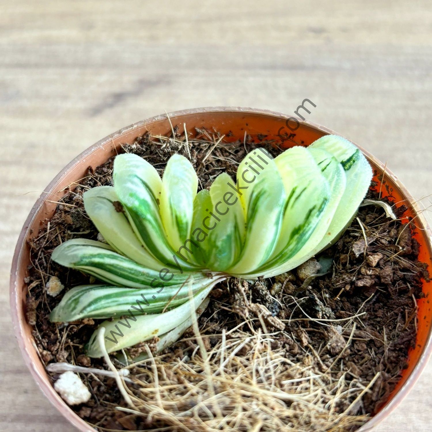 Haworthia Turuncata variegata 6.7 cm lik saksı