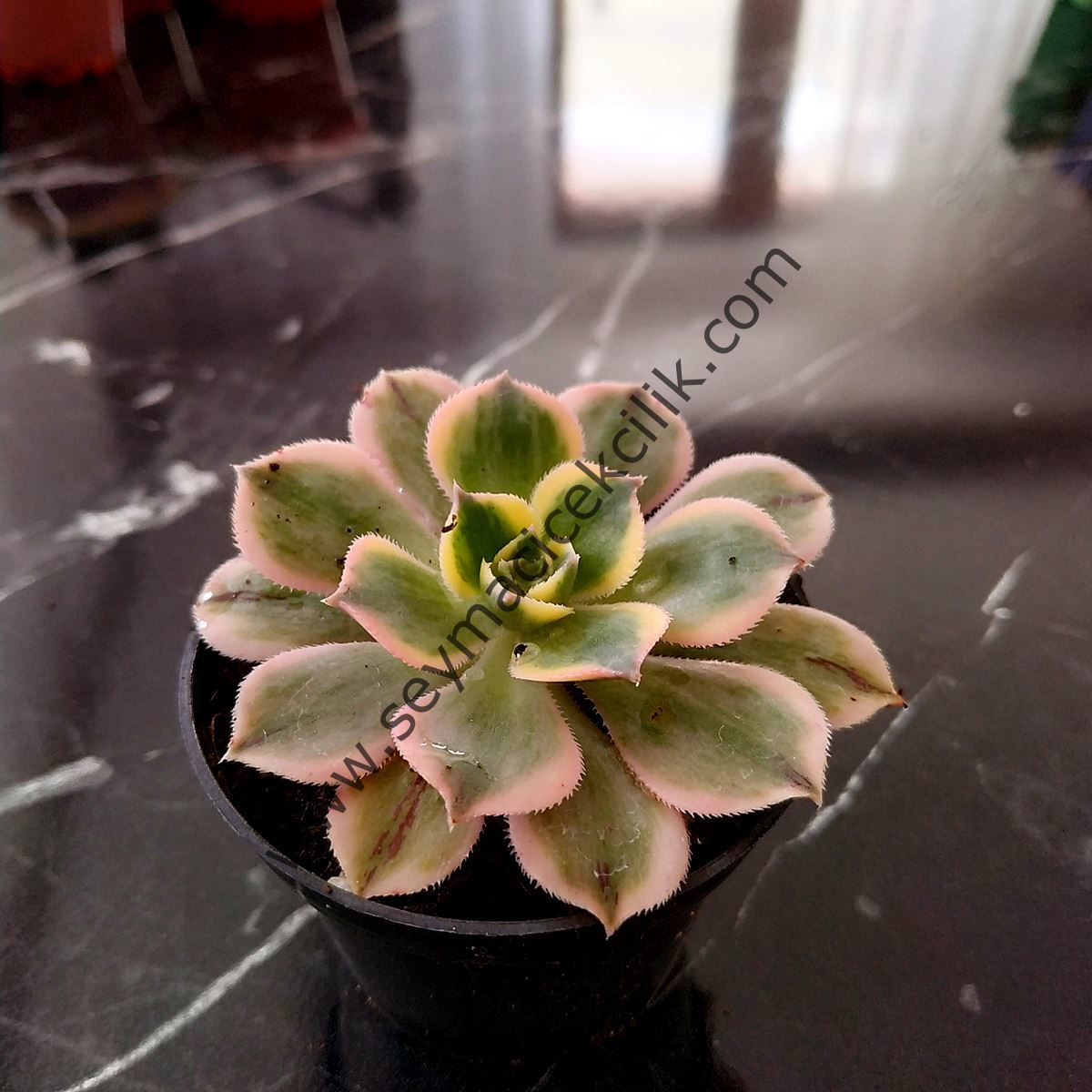 Aeonium Sunburst 6.7 cm lik saksısda