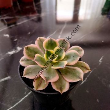 Aeonium Sunburst 6.7 cm lik saksısda