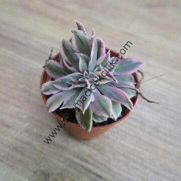 Aeonium Sunburst Cristat 5,5 cm lik saksıda