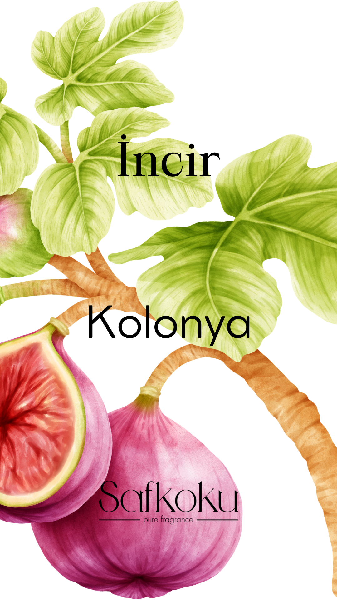 İncir Kolonyası