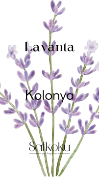 Lavanta Kolonyası