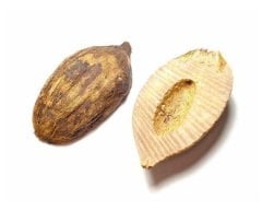 Tesbih yapımı için Kuka Hammaddesi