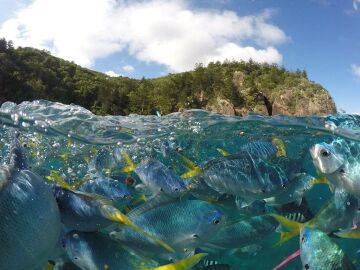 Gopro Hero 7 Black Su Altı Dome Port