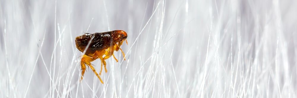 Pire Kontrolü: Pirelerden Nasıl Kurtulurum?